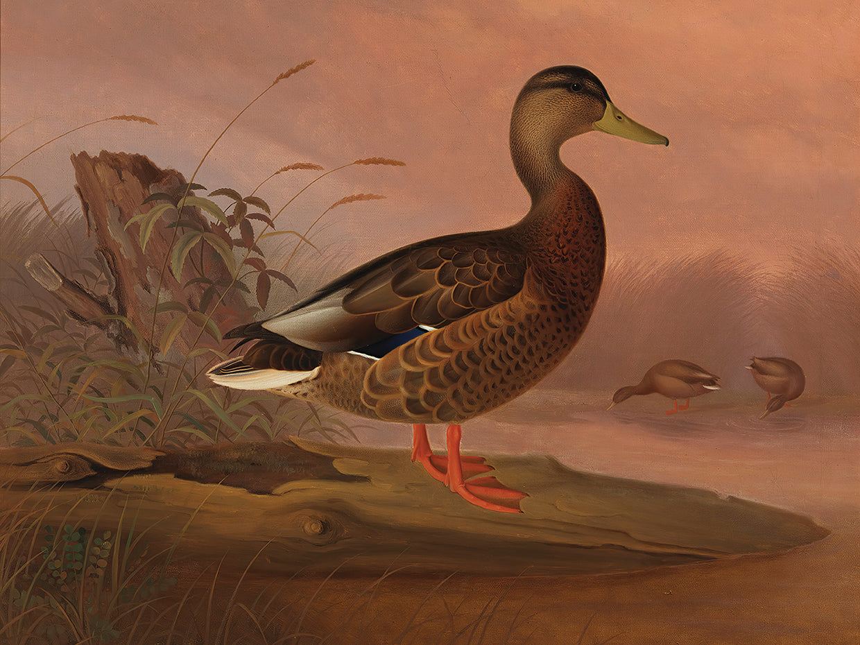 Mallard (1848)