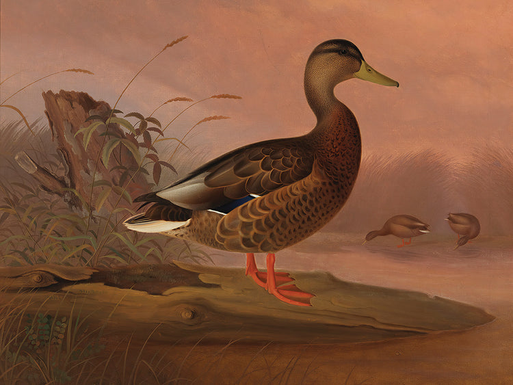Mallard (1848)