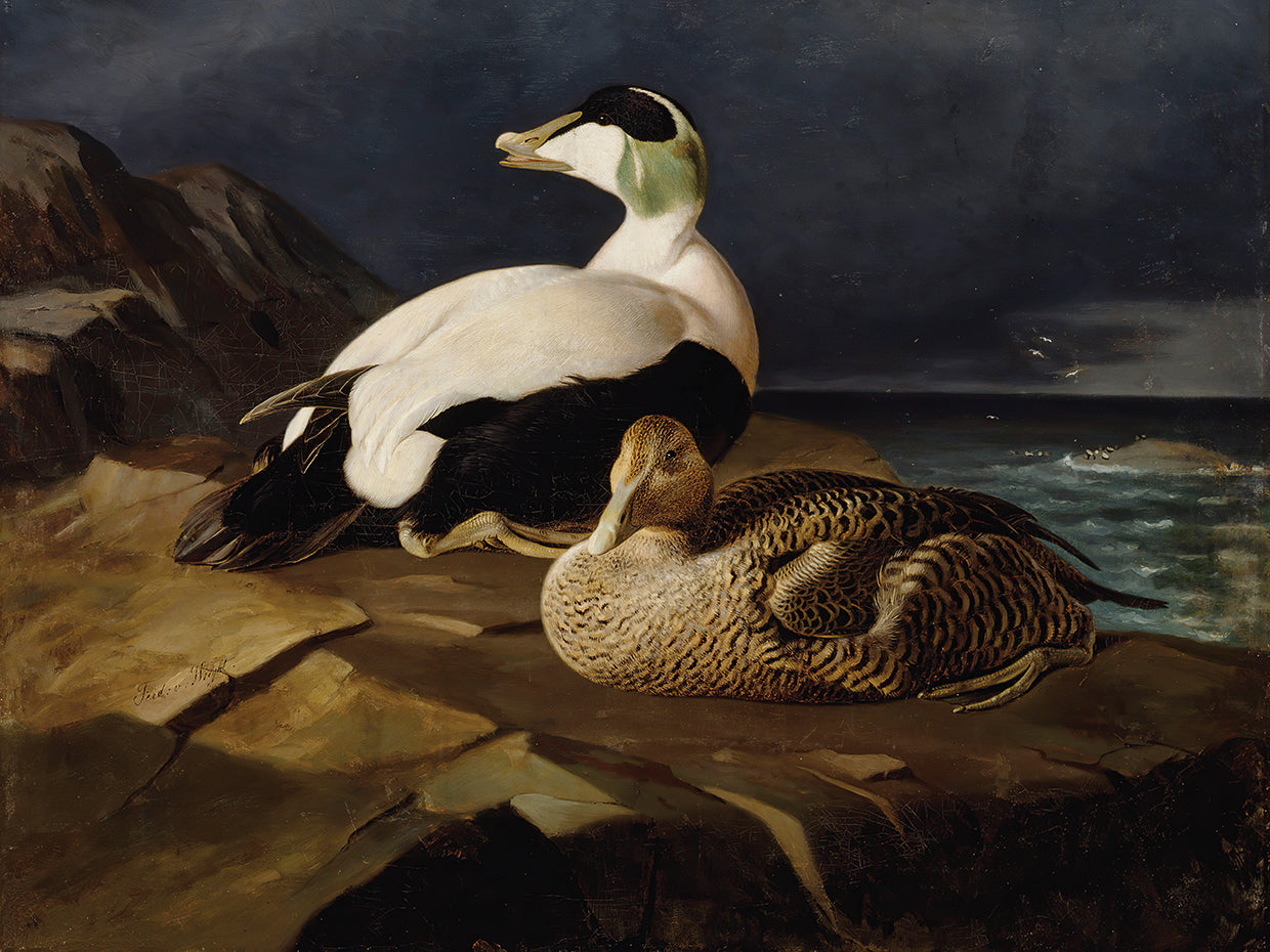 Pair Of Common Eiders On A Rock (1869)