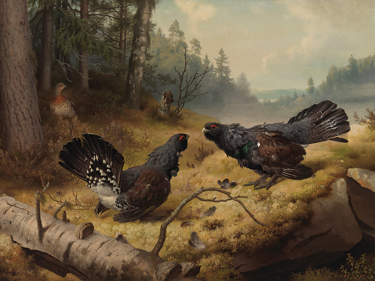 The Fighting Capercaillies (1886)