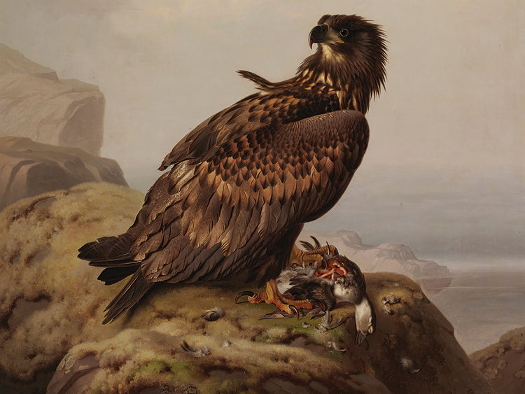 Águila de cola blanca con su presa (1861) Lienzo