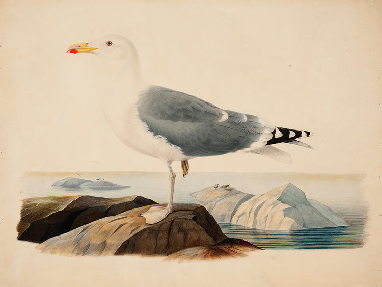 Gaviota argéntea europea (1839) Lienzo