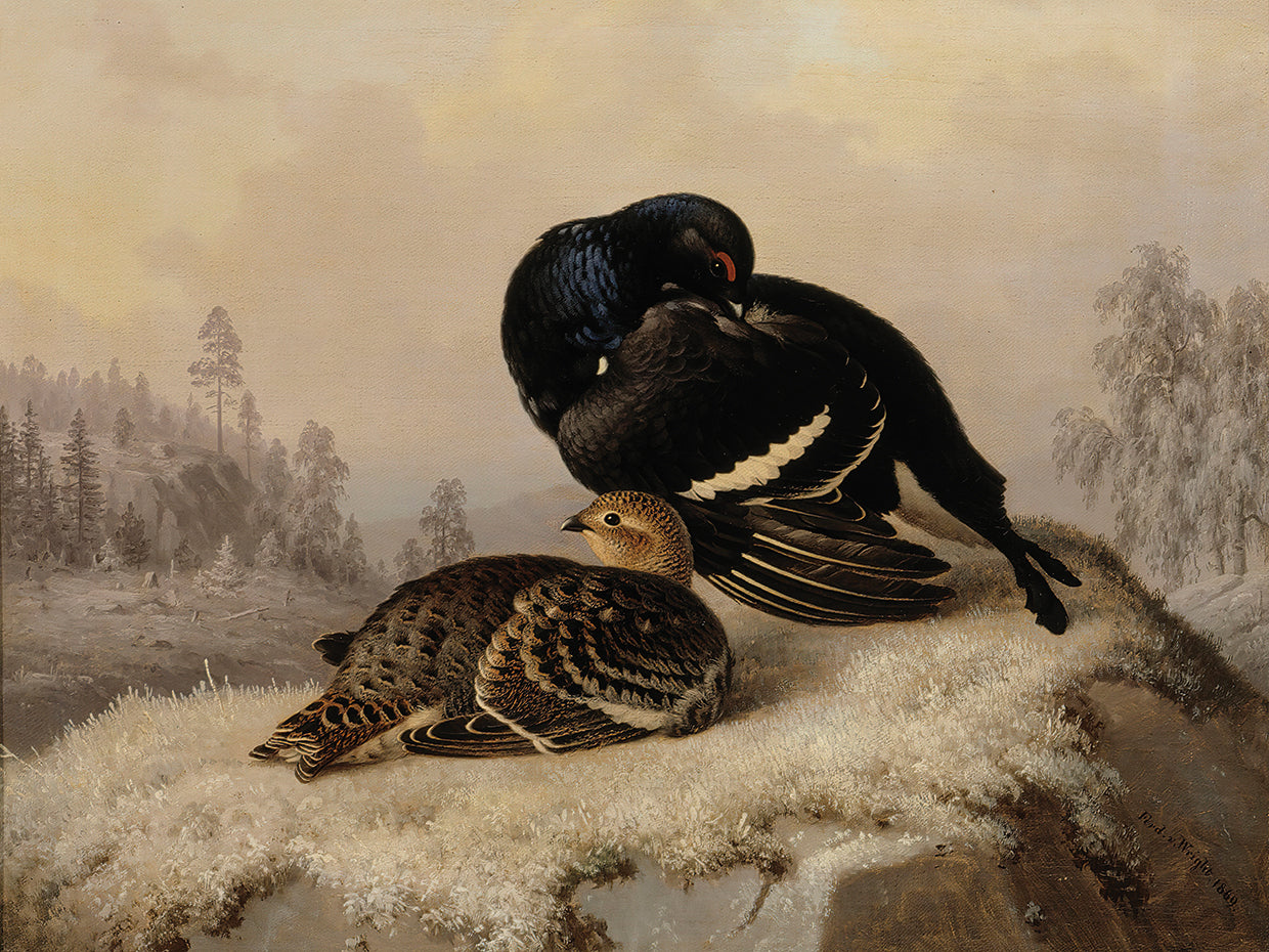 Black Grouse, Cock And Hen (1869)