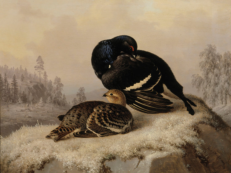 Urogallo negro, gallo y gallina (1869) Lienzo