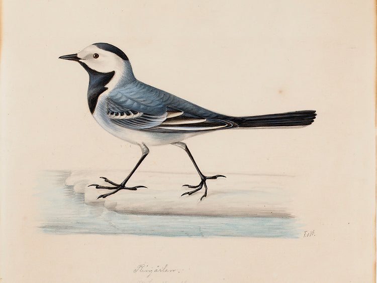 Lavandera blanca Lienzo