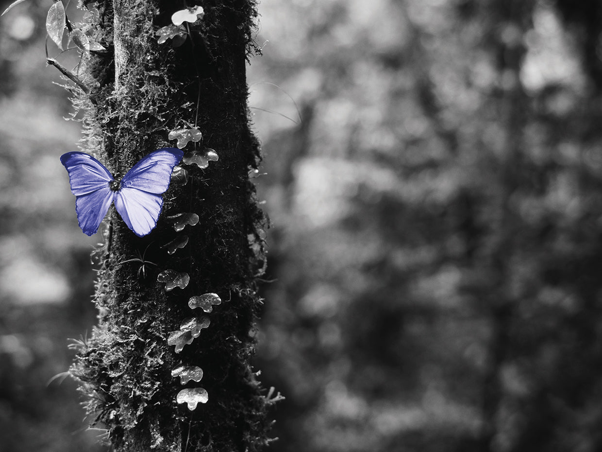 Blue Morpho Butterfly