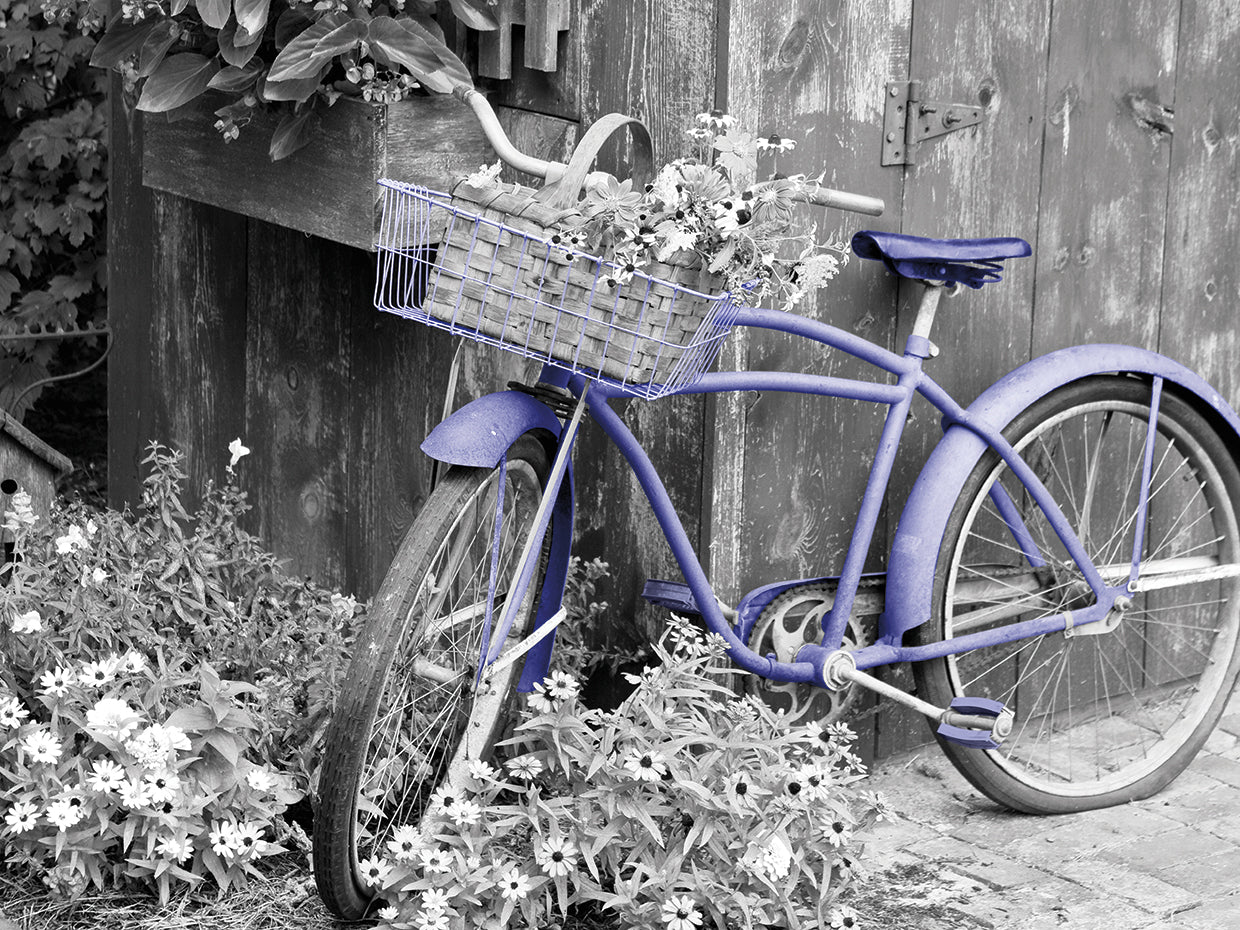 Bicicleta vintage con cesta de flores Lienzo