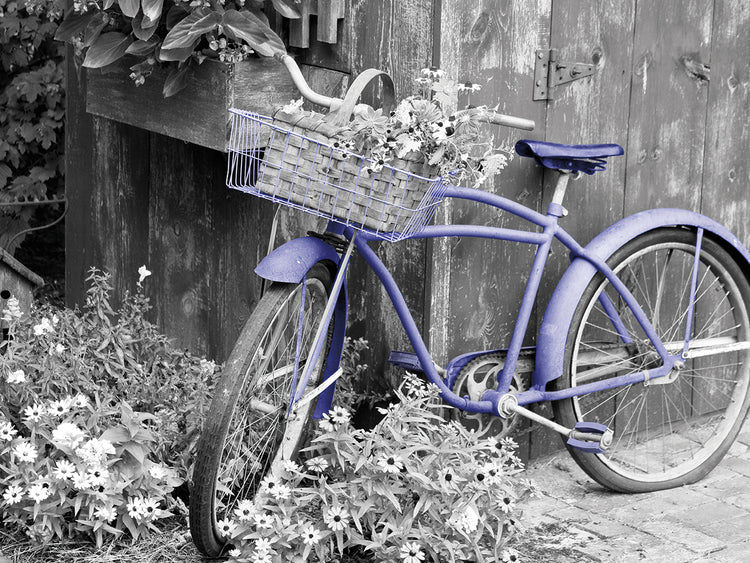 Bicicleta vintage con cesta de flores Lienzo