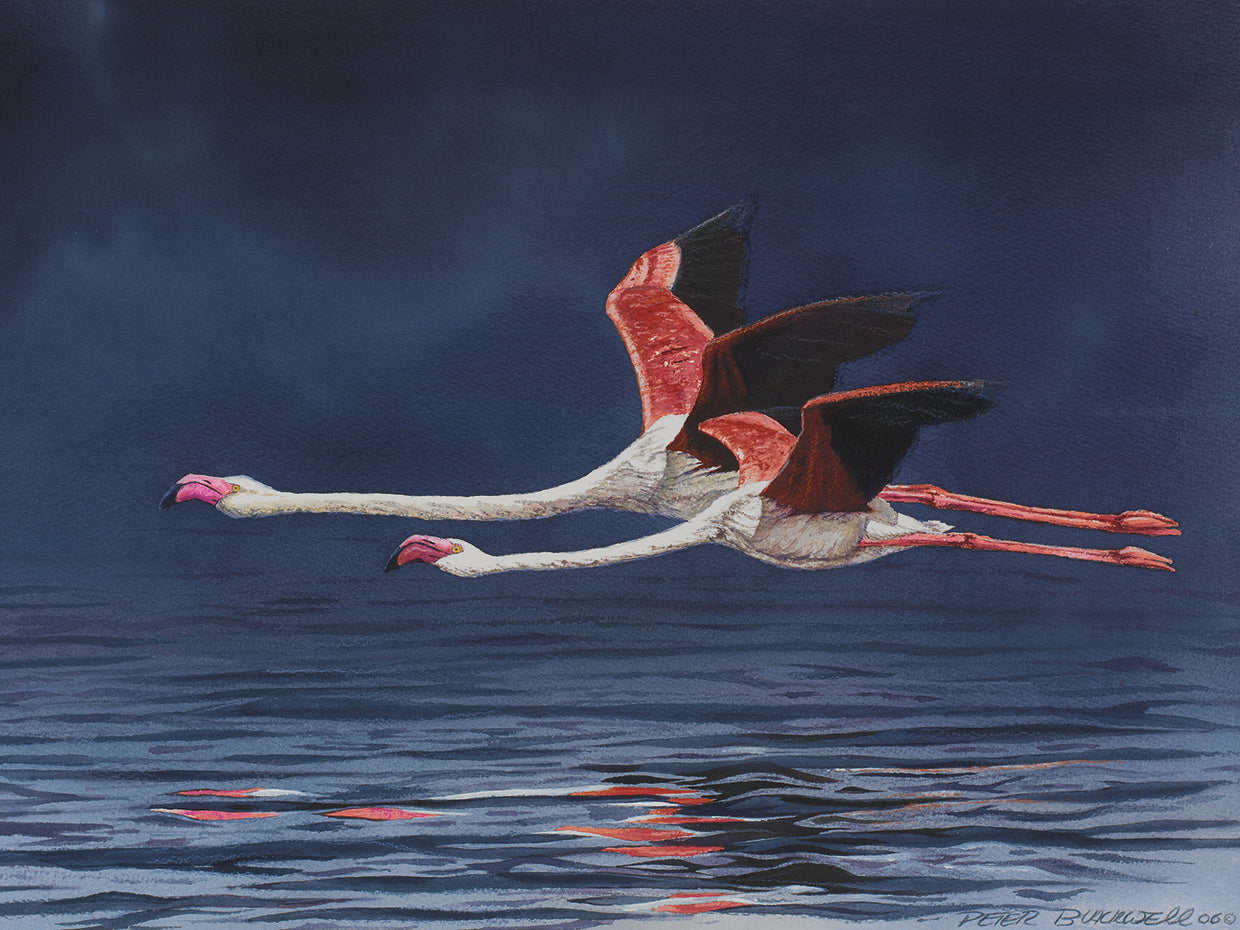 Flying Flamingos