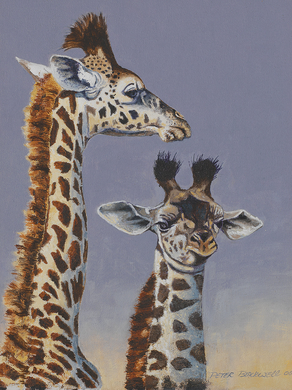 Two Young Giraffes