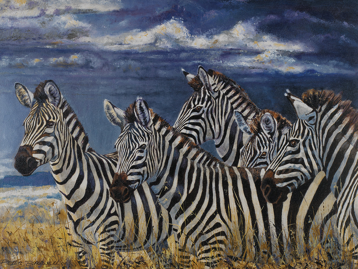 Zebras I