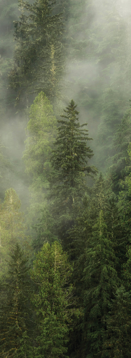 Smoky Forest Panel I
