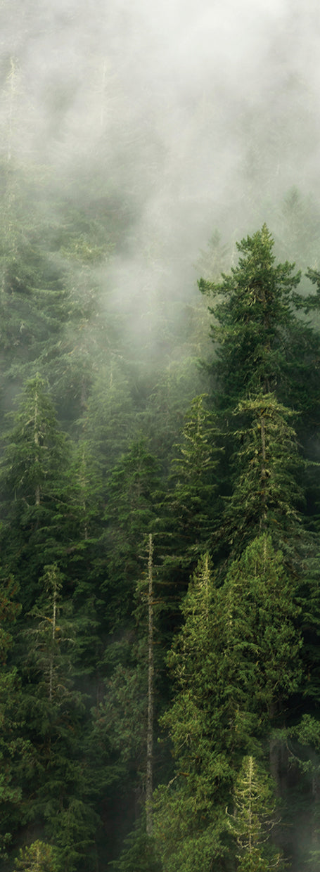 Smoky Forest Panel III