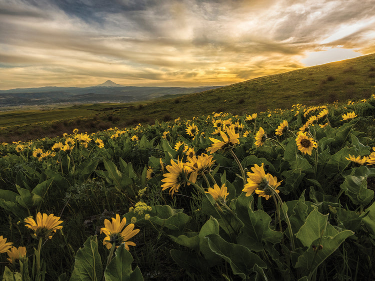 Sunflower Field