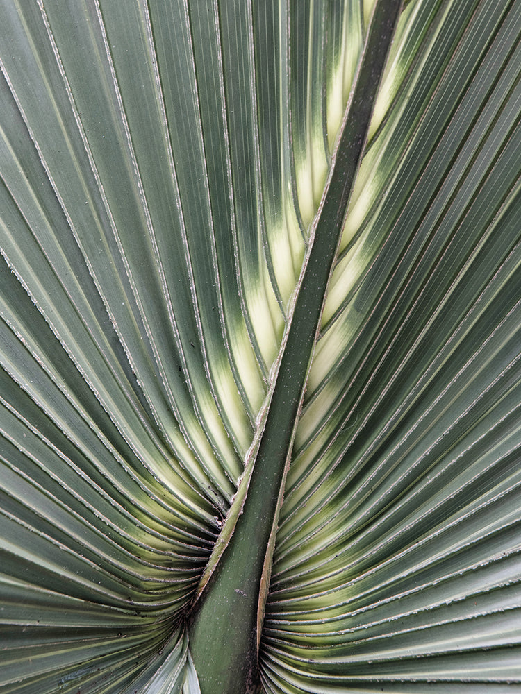 Organic Palm II
