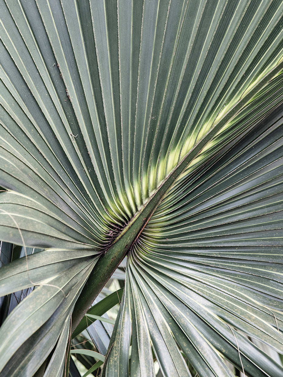 Organic Palm III
