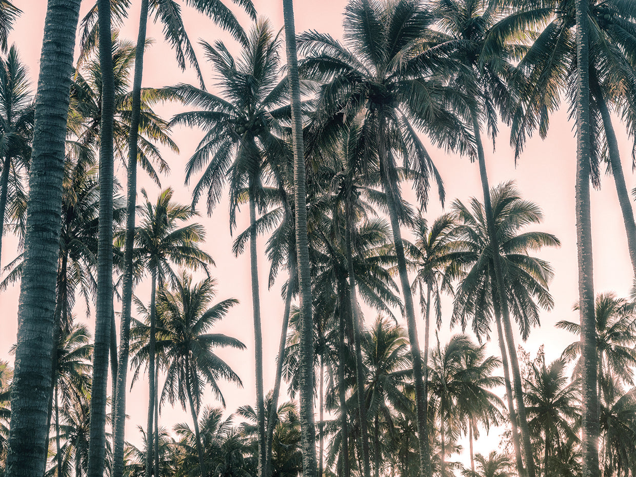 Palms View on Pink Sky I