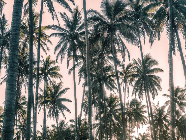 Palms View on Pink Sky I