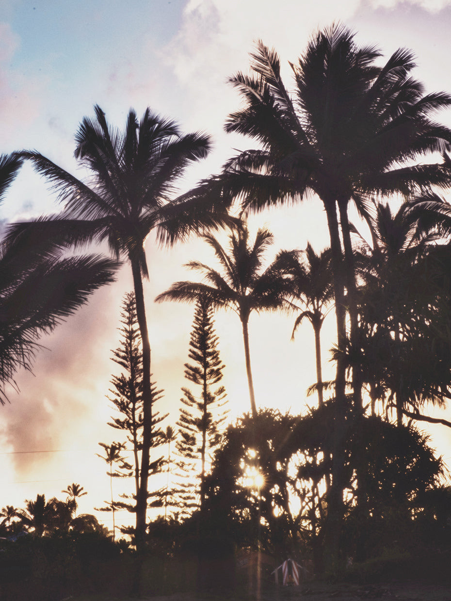 Tall Palms on Pink Sky II