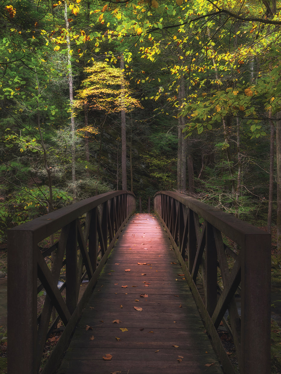 Woodland Narrow Boardwalk