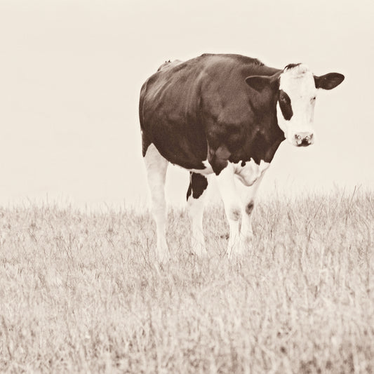 Vintage Cow on Field Canvas Print