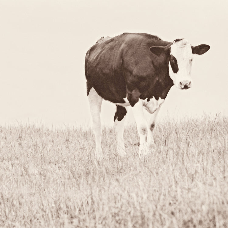 Vintage Cow on Field