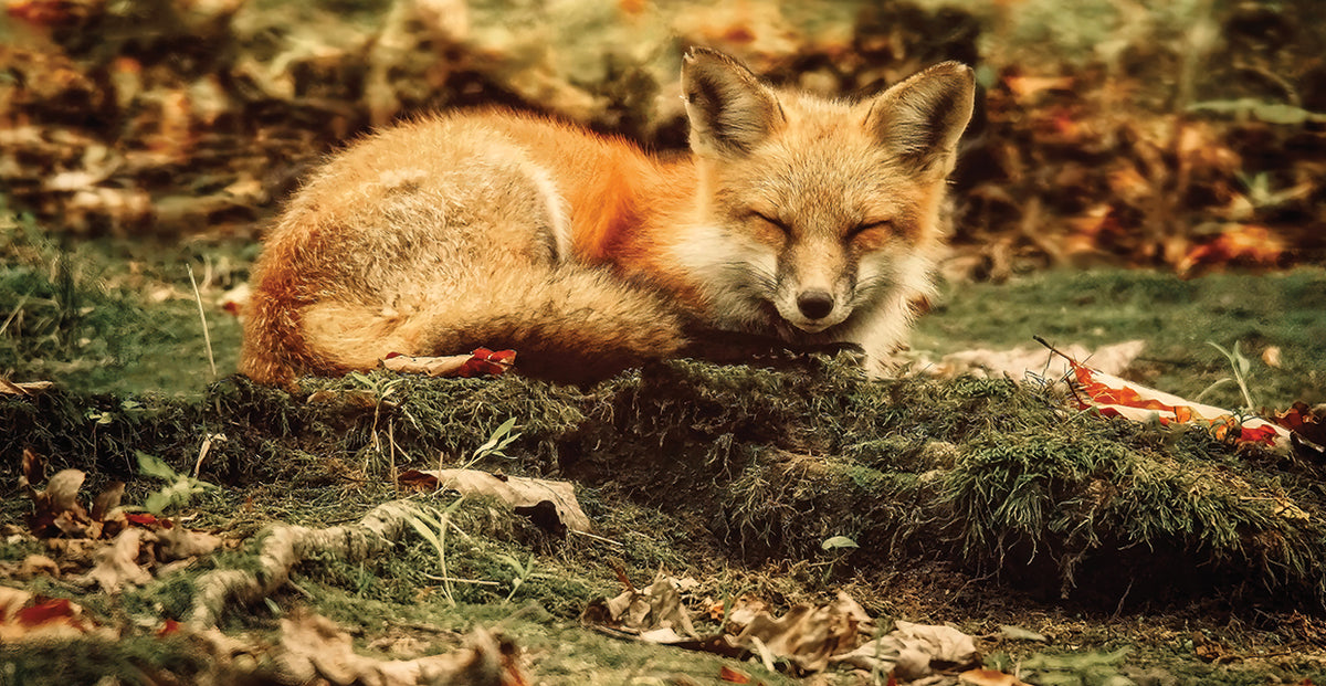 Sleeping Beauty