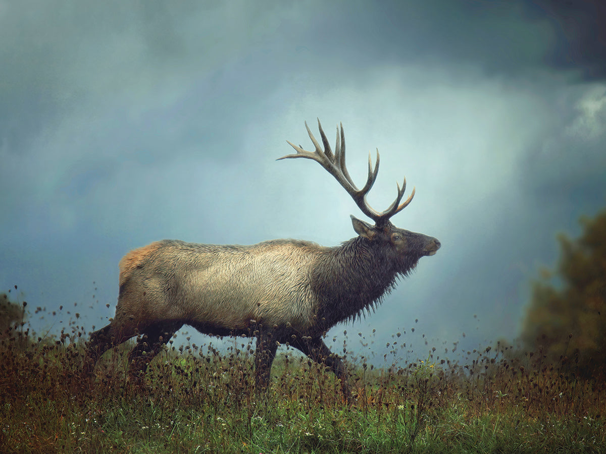 The Elk
