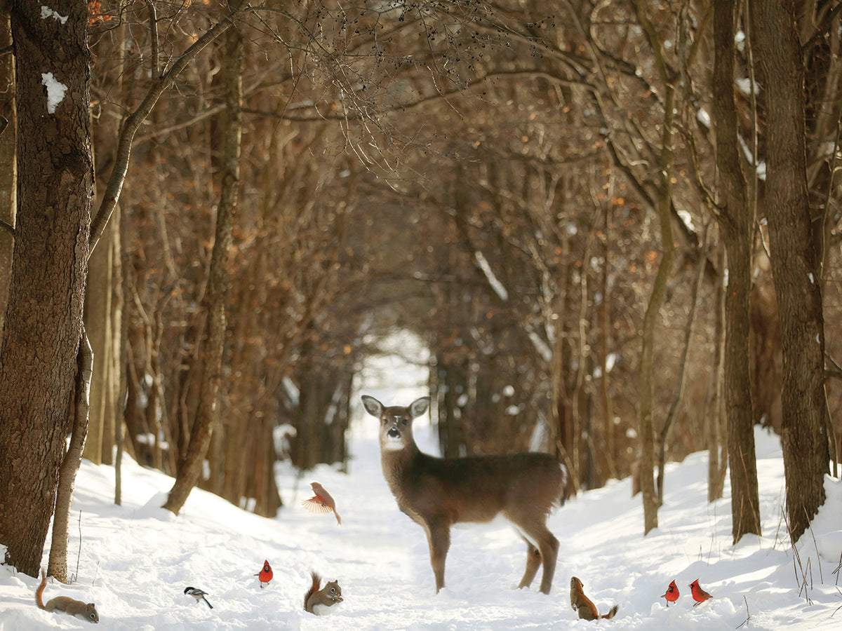 The Forest of Snow White