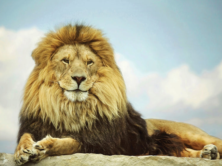 El rey Lienzo
