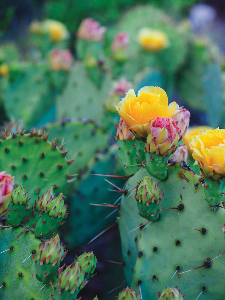 Cactus de primavera n. ° 1 Lienzo
