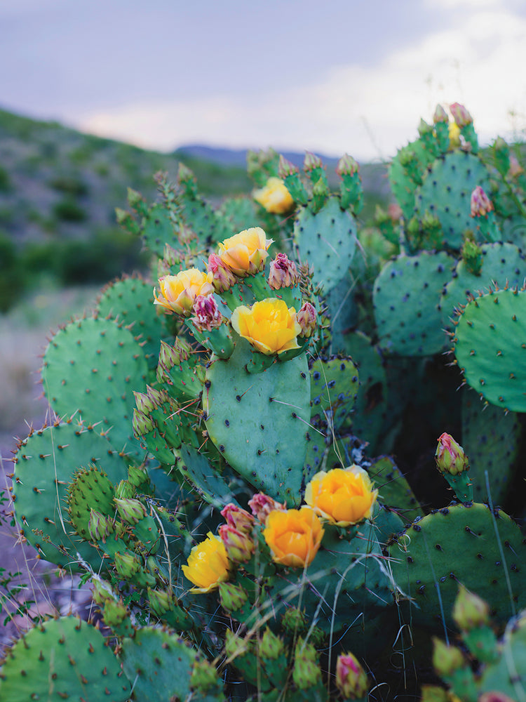 Cactus de primavera No. 2 Lienzo