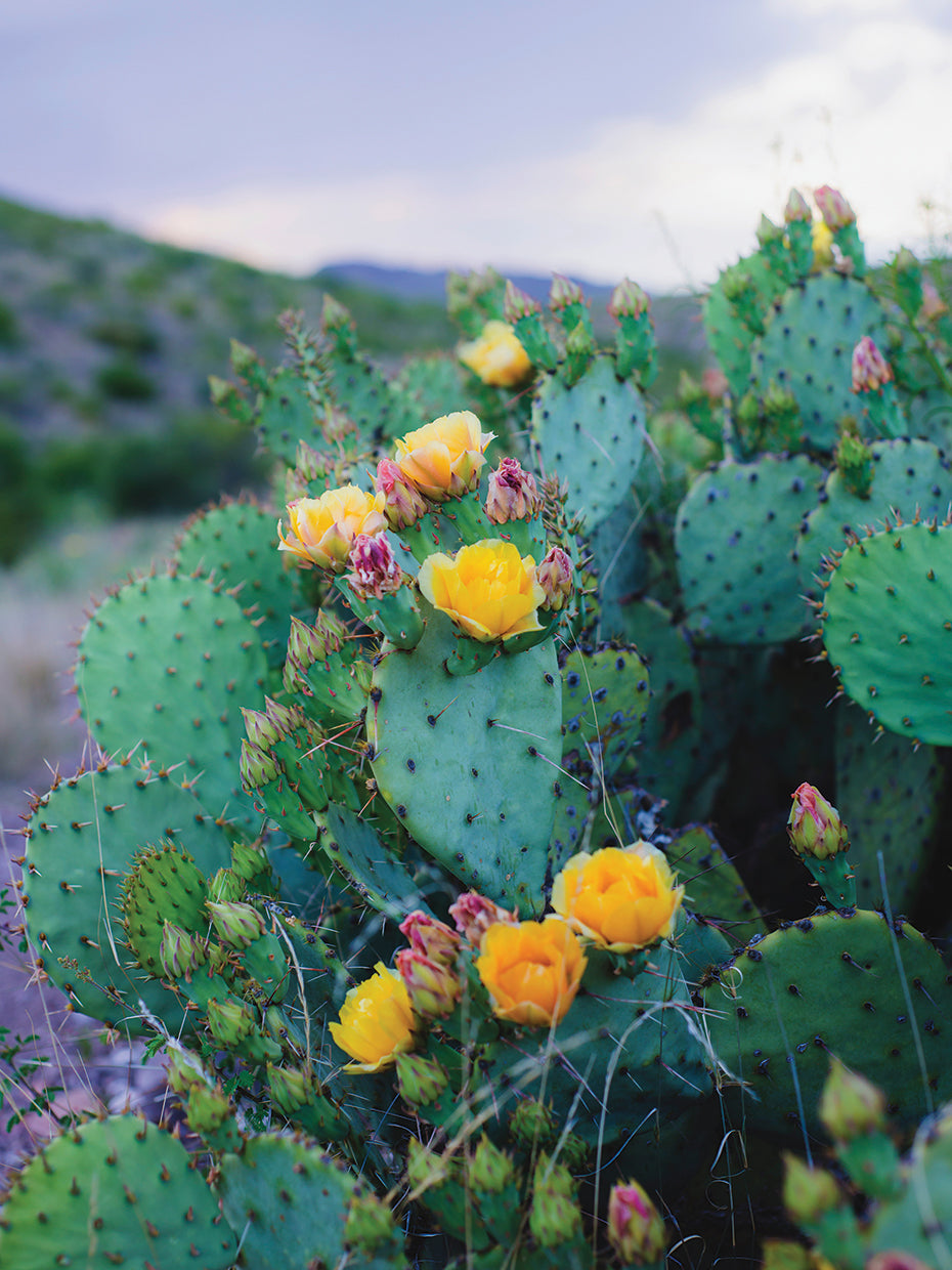 Cactus de primavera No. 2 Lienzo