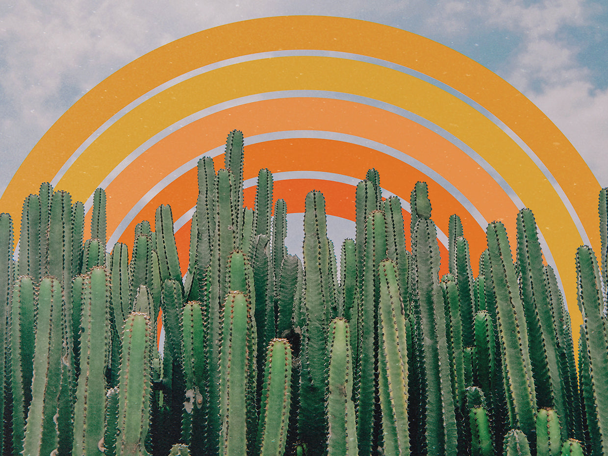 Cactus and Rainbow