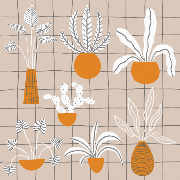 Indoor Plant Collection