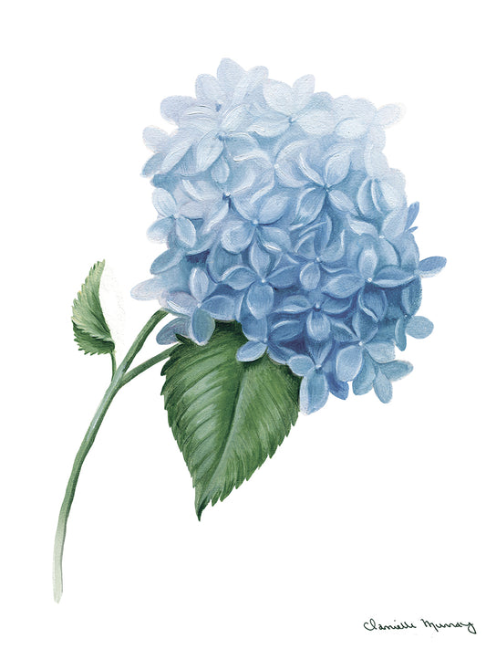 Blue Hydrangea 3 Canvas Print