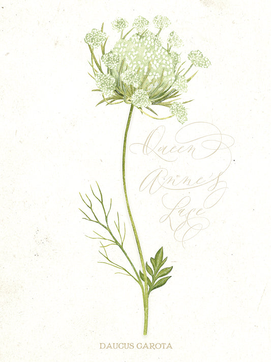 Queen Anne's Lace Botanical Canvas Print
