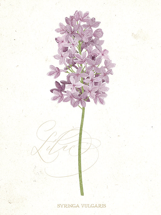 Lilac Botanical