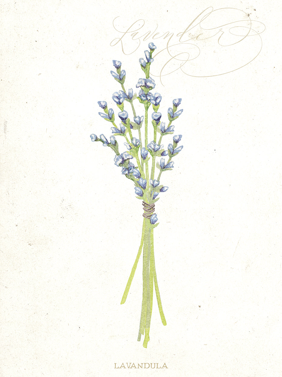 Lavendar Botanical
