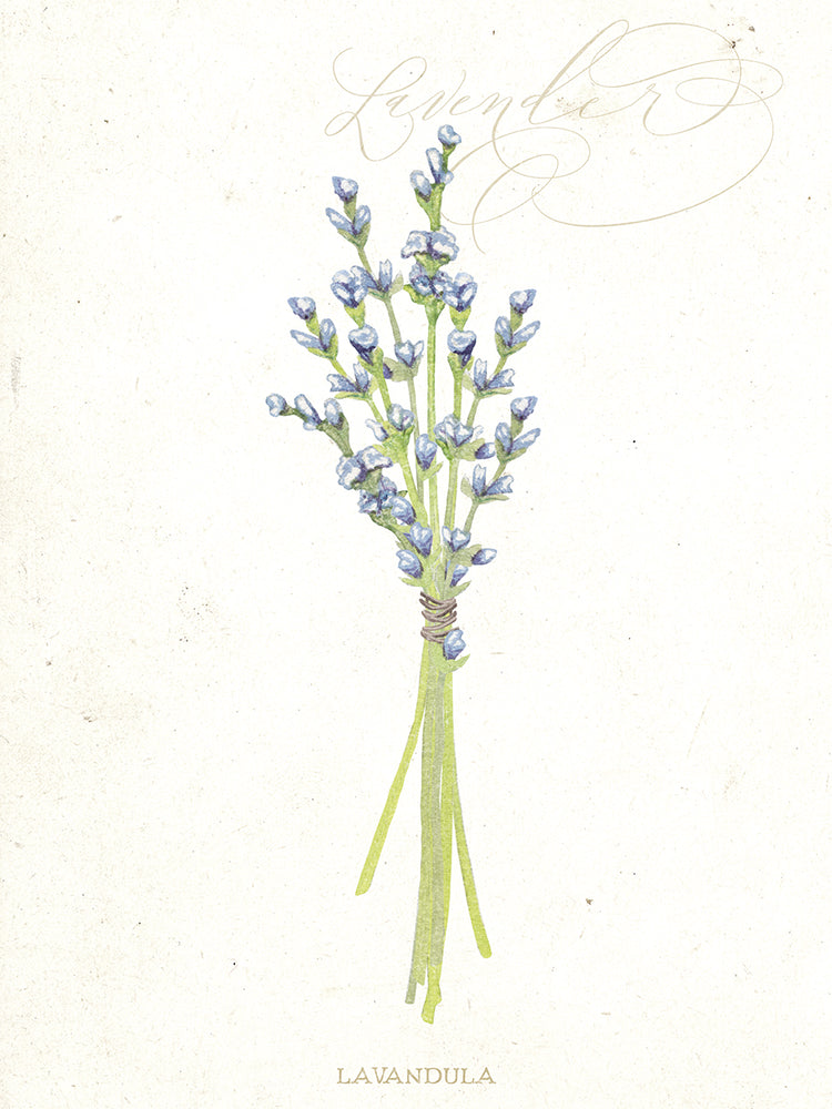 Botánico de lavanda Lienzo