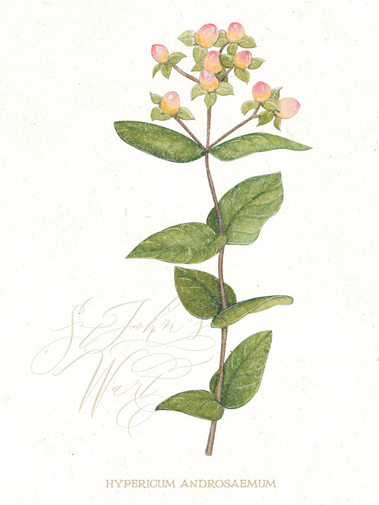 St. John's Wort Botanical Canvas Print