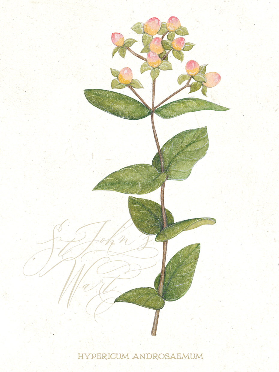 St. John's Wort Botanical