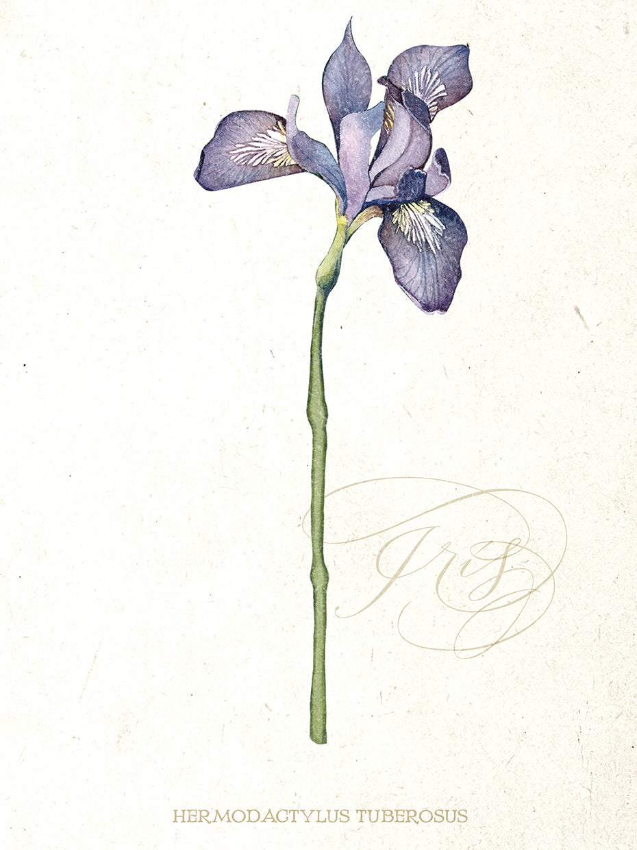 Iris Botanical