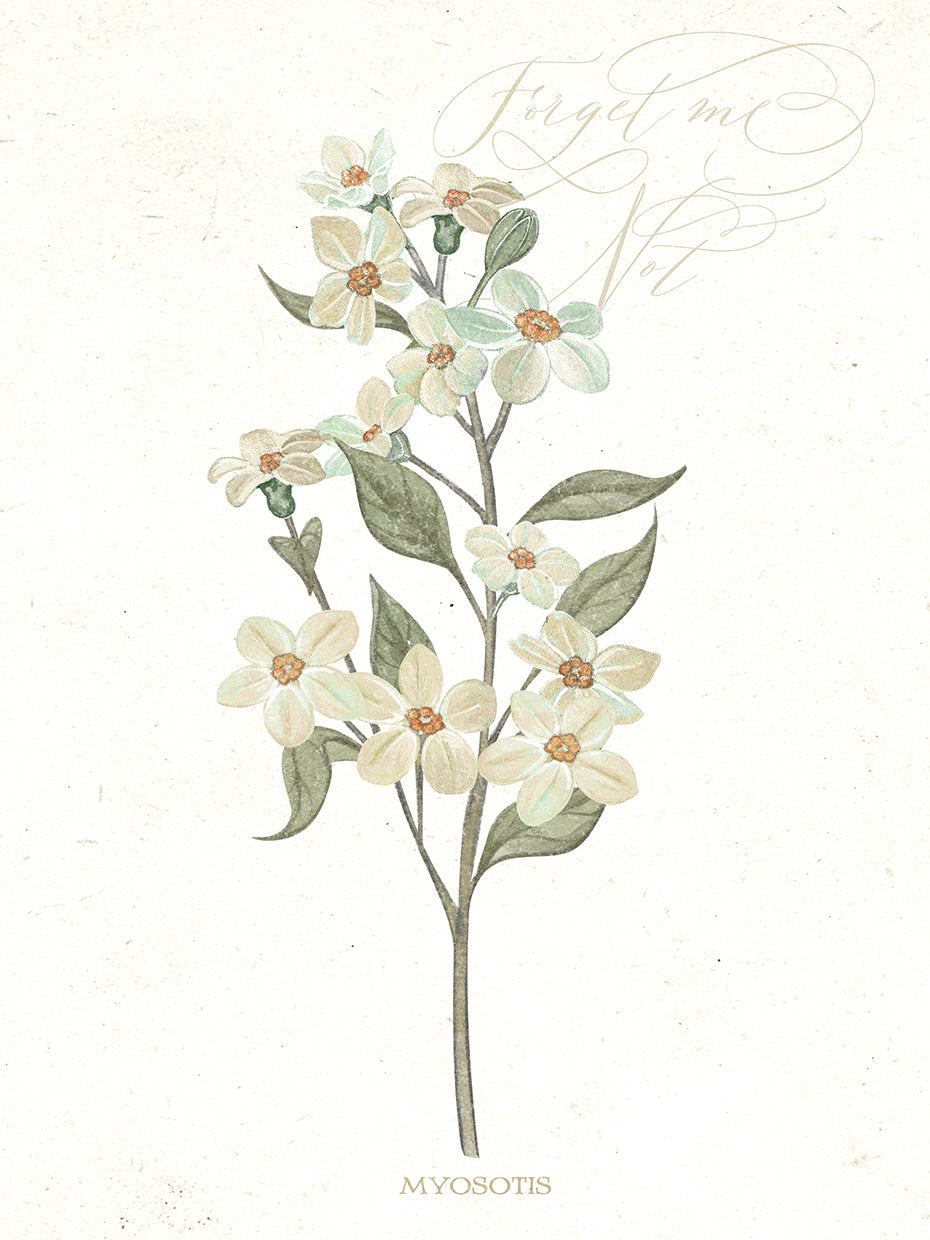 Forget Me Not Botanical