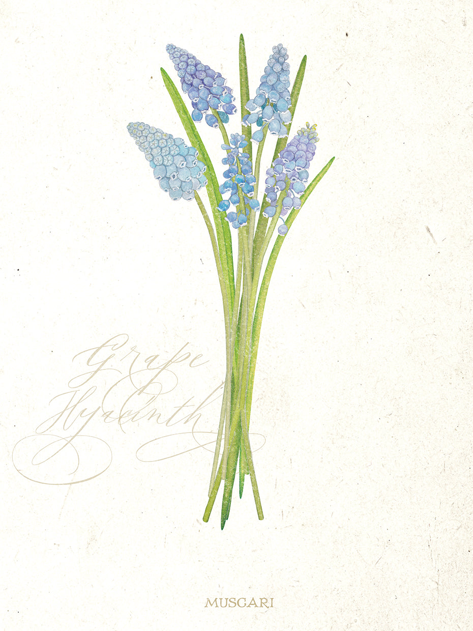 Grape Hyacinth Botanical