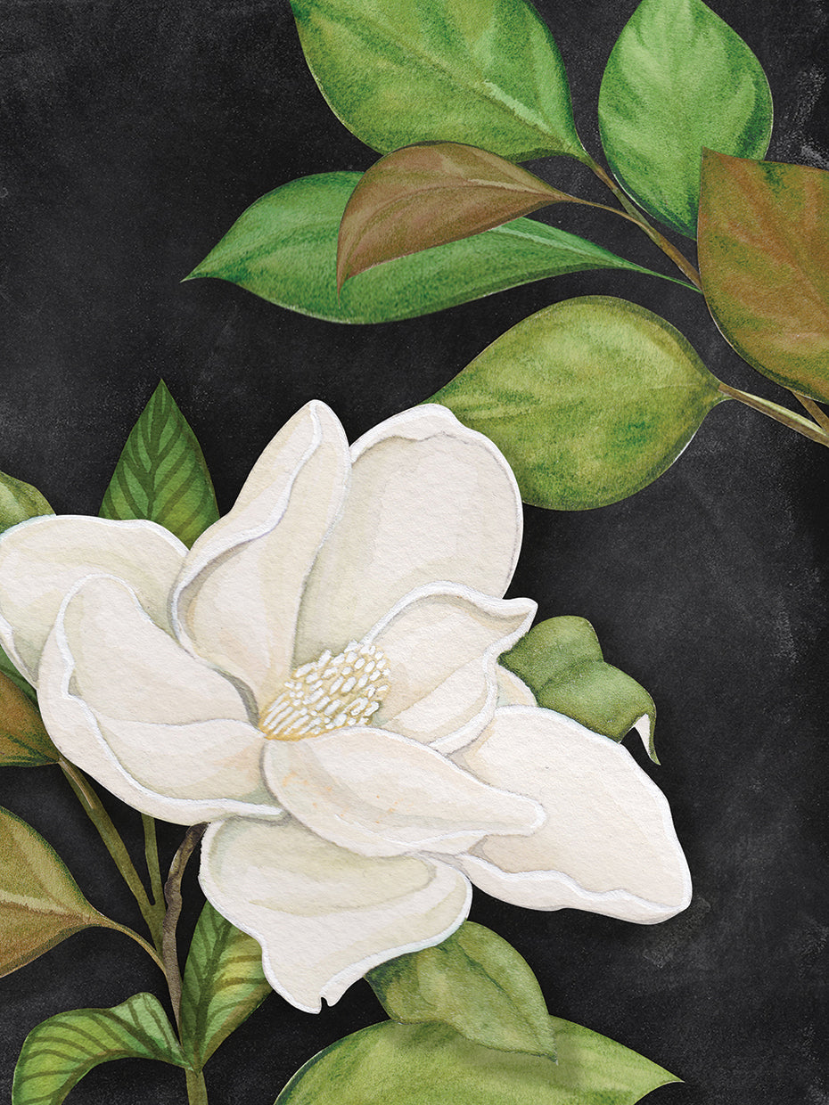 Magnolia Blossom 5