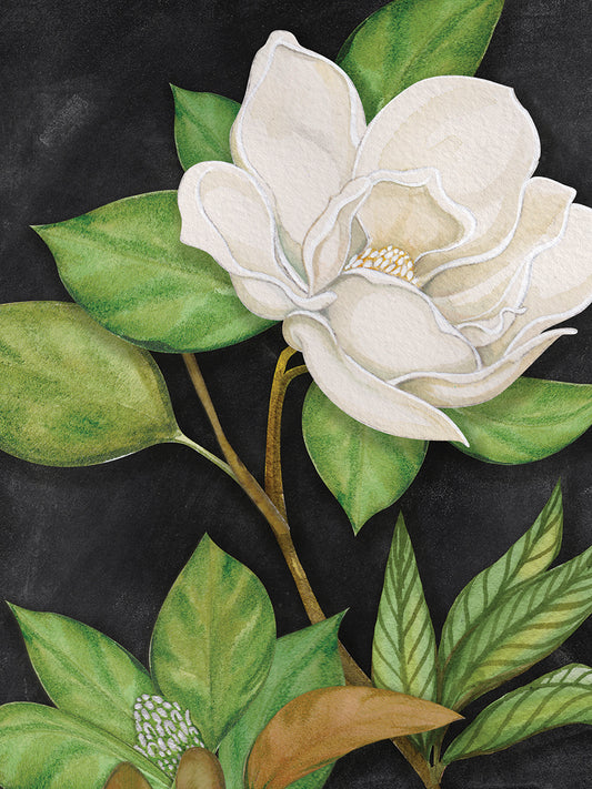Magnolia Blossom 7 Canvas Print