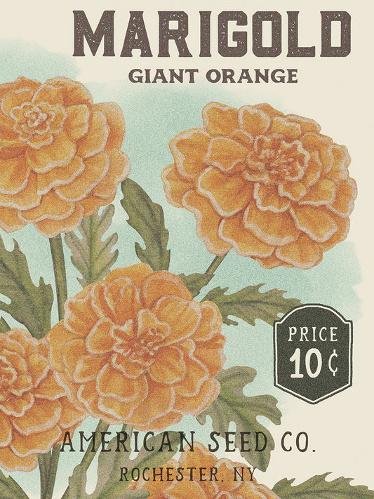 Marigold Seed Packet 6