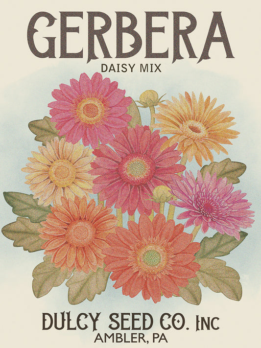 Gerbera Daisy Seed Packet 7