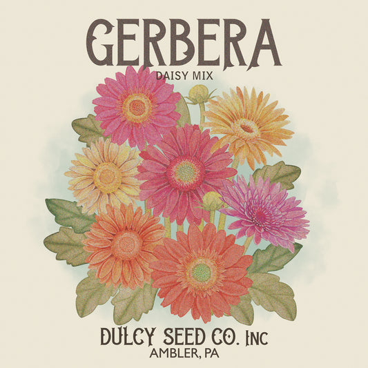 Gerbera Daisy Seed Packet